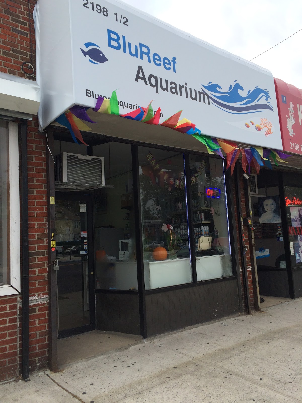 Photo of BluReef Aquarium in Brooklyn City, New York, United States - 5 Picture of Point of interest, Establishment, Store, Pet store, Aquarium