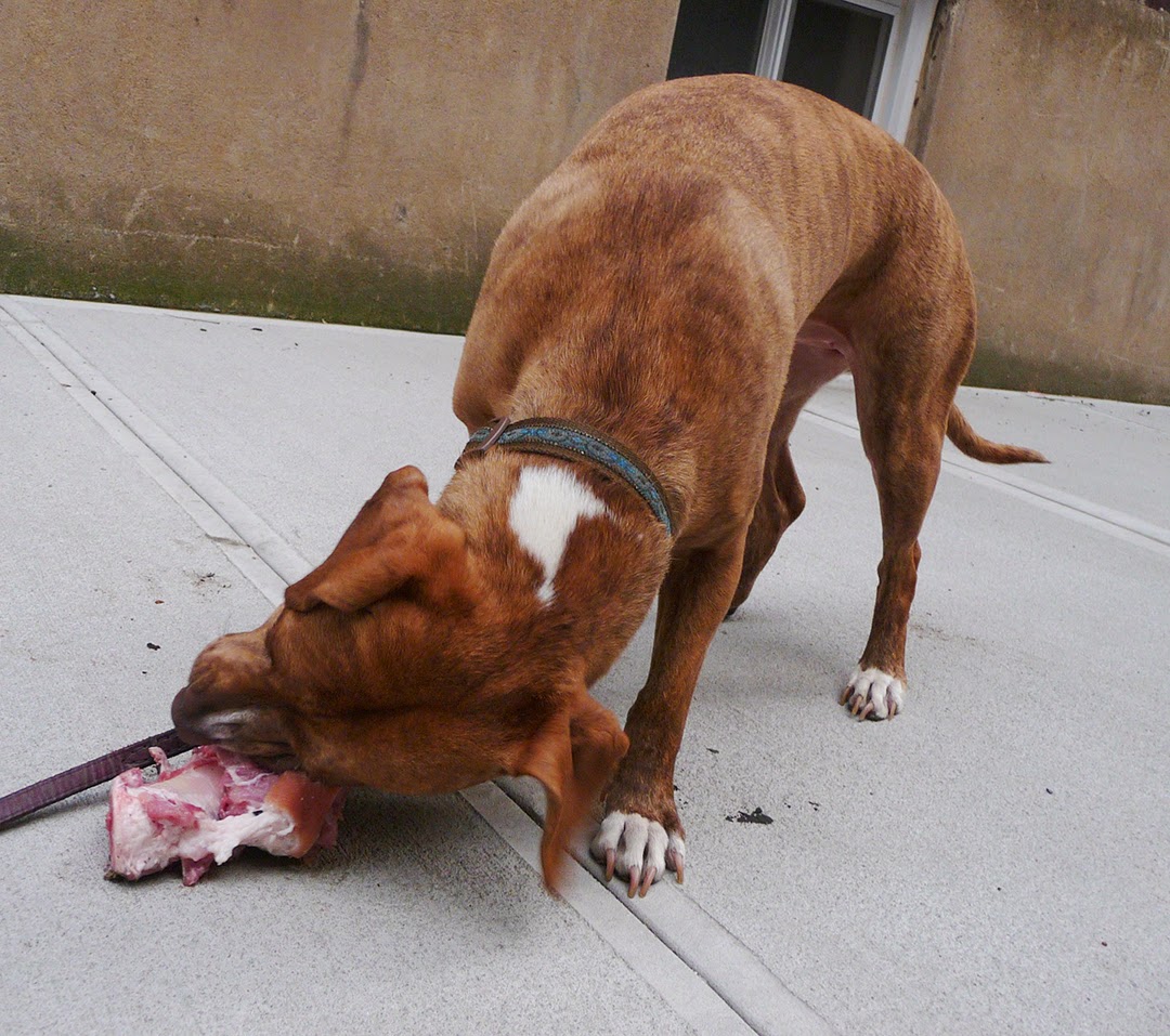 Photo of Raw Dog Food - Dog Service - Rawk9food in Queens City, New York, United States - 5 Picture of Point of interest, Establishment, Store, Pet store