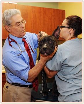 Photo of Bronx Veterinary Center in Bronx City, New York, United States - 6 Picture of Point of interest, Establishment, Health, Veterinary care