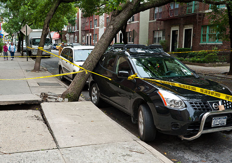 Photo of Arbor Tree Experts Inc in Bronx City, New York, United States - 4 Picture of Point of interest, Establishment