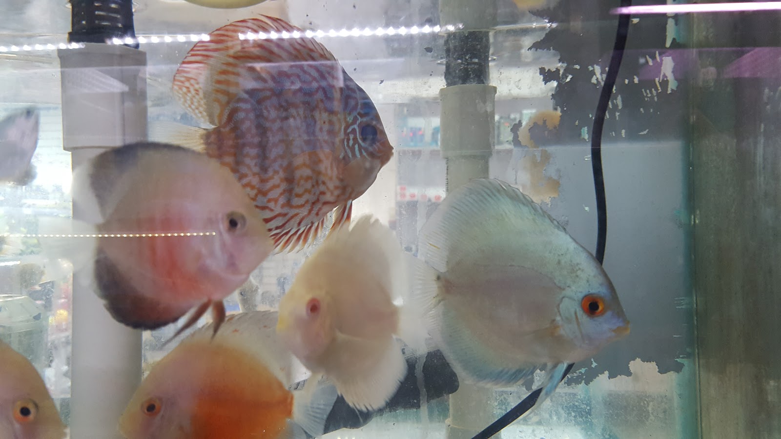 Photo of Rainbow Aquarium in Queens City, New York, United States - 4 Picture of Point of interest, Establishment, Store, Pet store