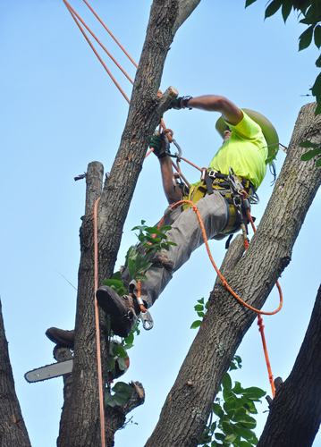 Photo of Tree Service RI in New York City, New York, United States - 7 Picture of Point of interest, Establishment