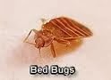 Photo of Bed Bug Pest Services in Bronx City, New York, United States - 1 Picture of Point of interest, Establishment, Store, Home goods store