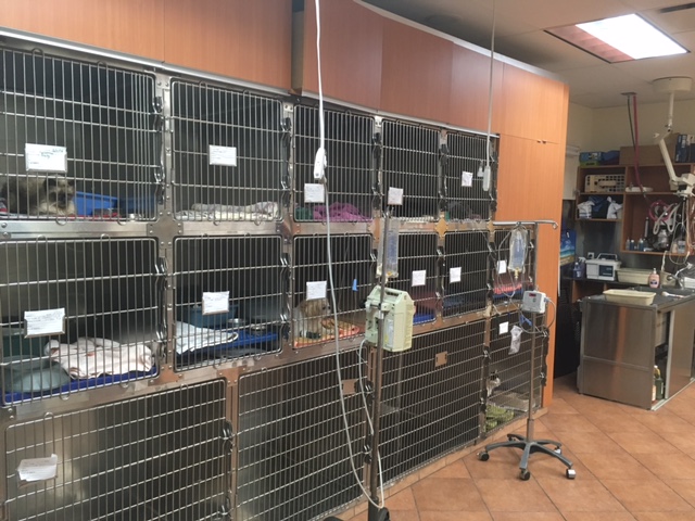 Photo of Sheepshead Bay Veterinary Group in Kings County City, New York, United States - 2 Picture of Point of interest, Establishment, Health, Veterinary care