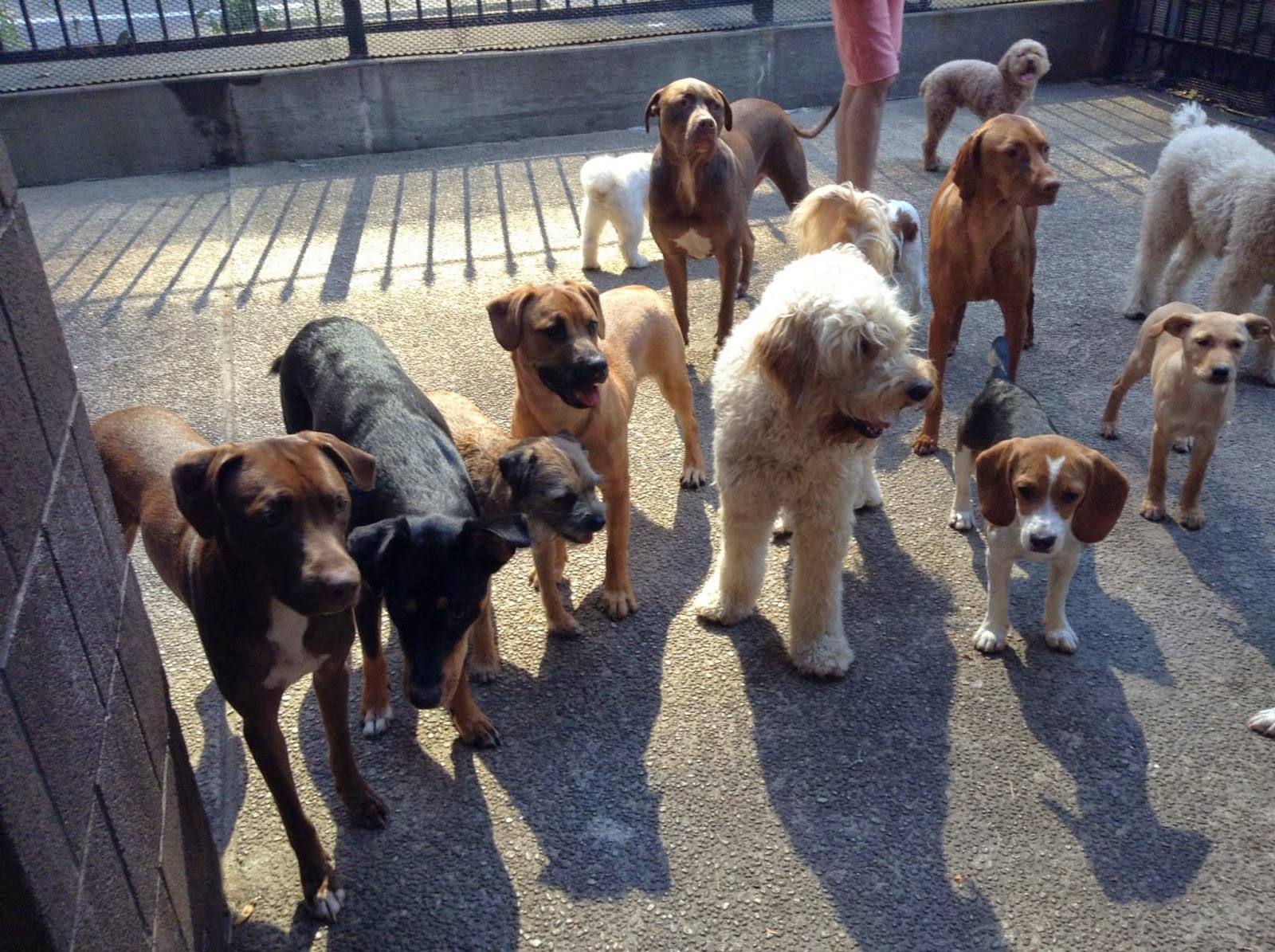 Photo of Happy Dogs at 23rd and 1st in New York City, New York, United States - 4 Picture of Point of interest, Establishment, Store