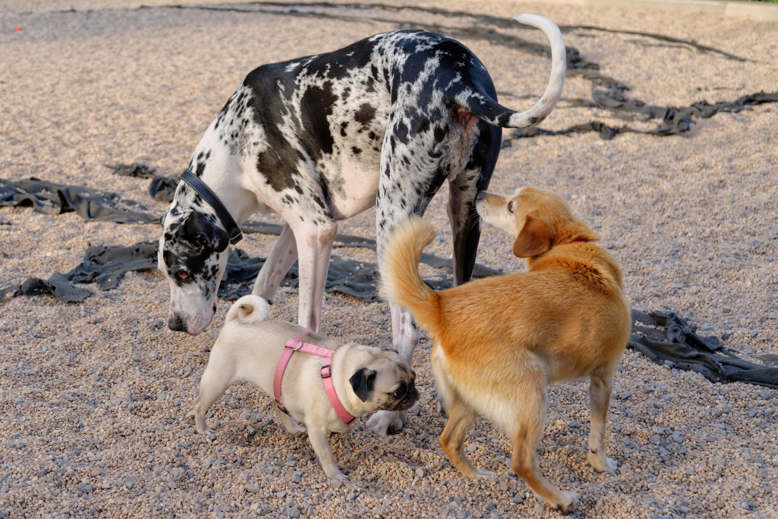 Photo of Pier 6 Dog Run in Brooklyn City, New York, United States - 7 Picture of Point of interest, Establishment, Park