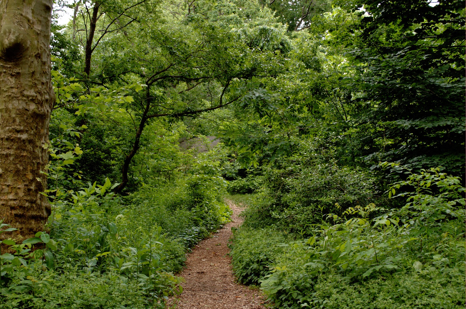 Photo of The Ramble in New York City, New York, United States - 3 Picture of Point of interest, Establishment, Park