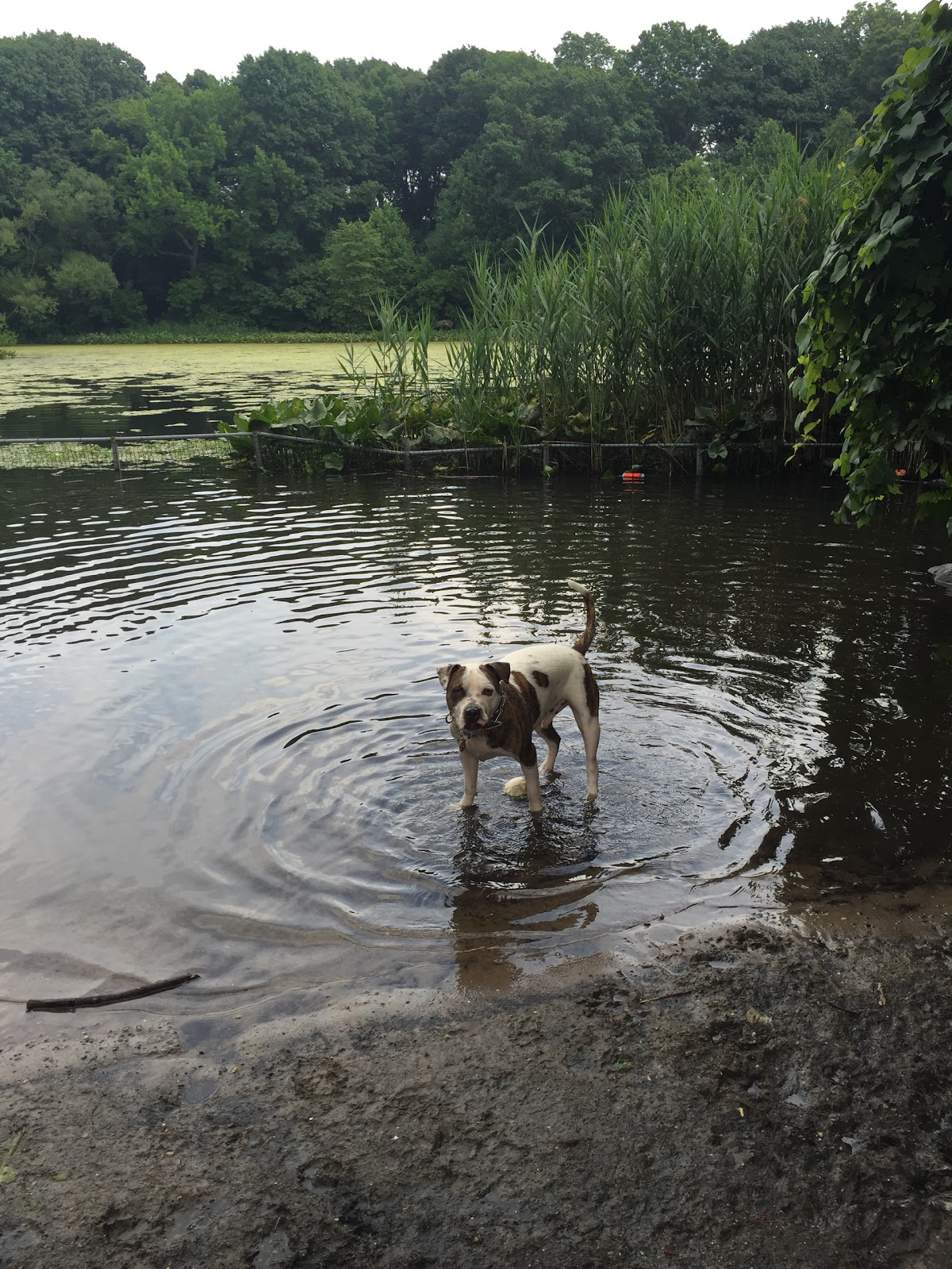 Photo of Prospect Park Dog Beach in Kings County City, New York, United States - 4 Picture of Point of interest, Establishment