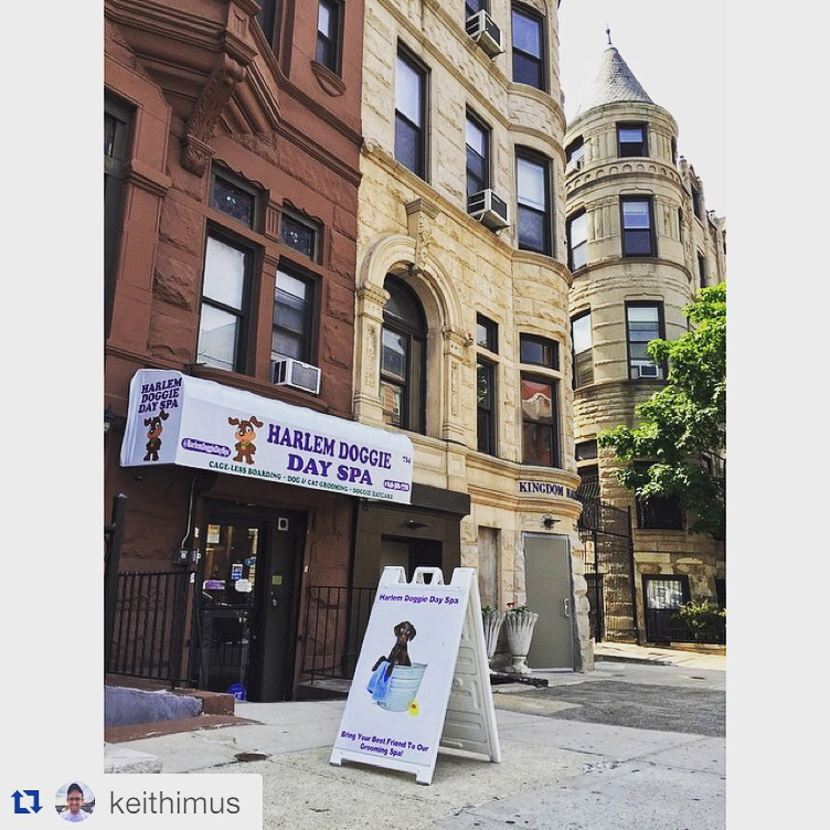 Photo of Harlem Doggie Day Spa in New York City, New York, United States - 2 Picture of Point of interest, Establishment