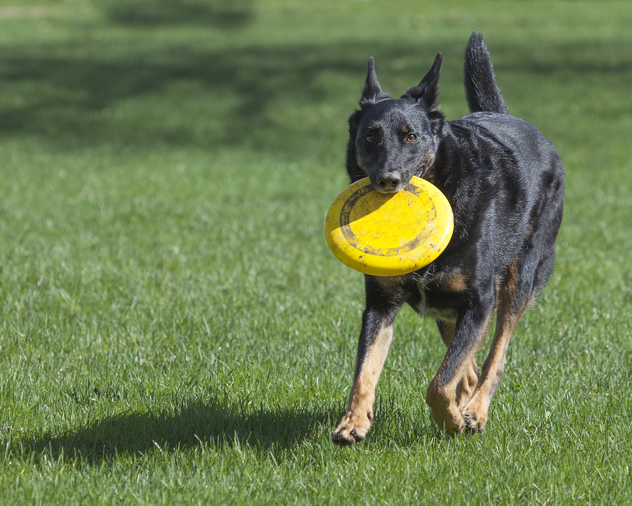 Photo of Fetch! Pet Care in New York City, New York, United States - 3 Picture of Point of interest, Establishment