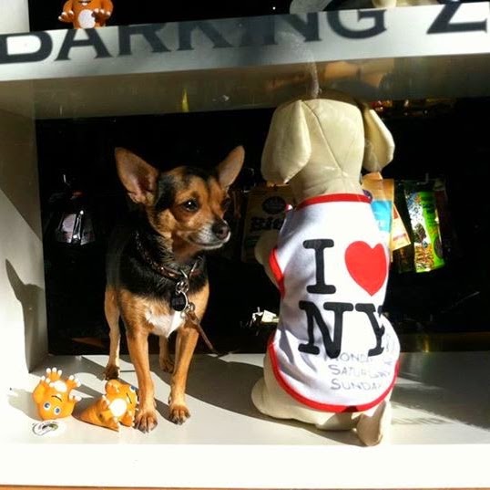 Photo of The Barking Zoo in New York City, New York, United States - 2 Picture of Point of interest, Establishment, Store, Pet store