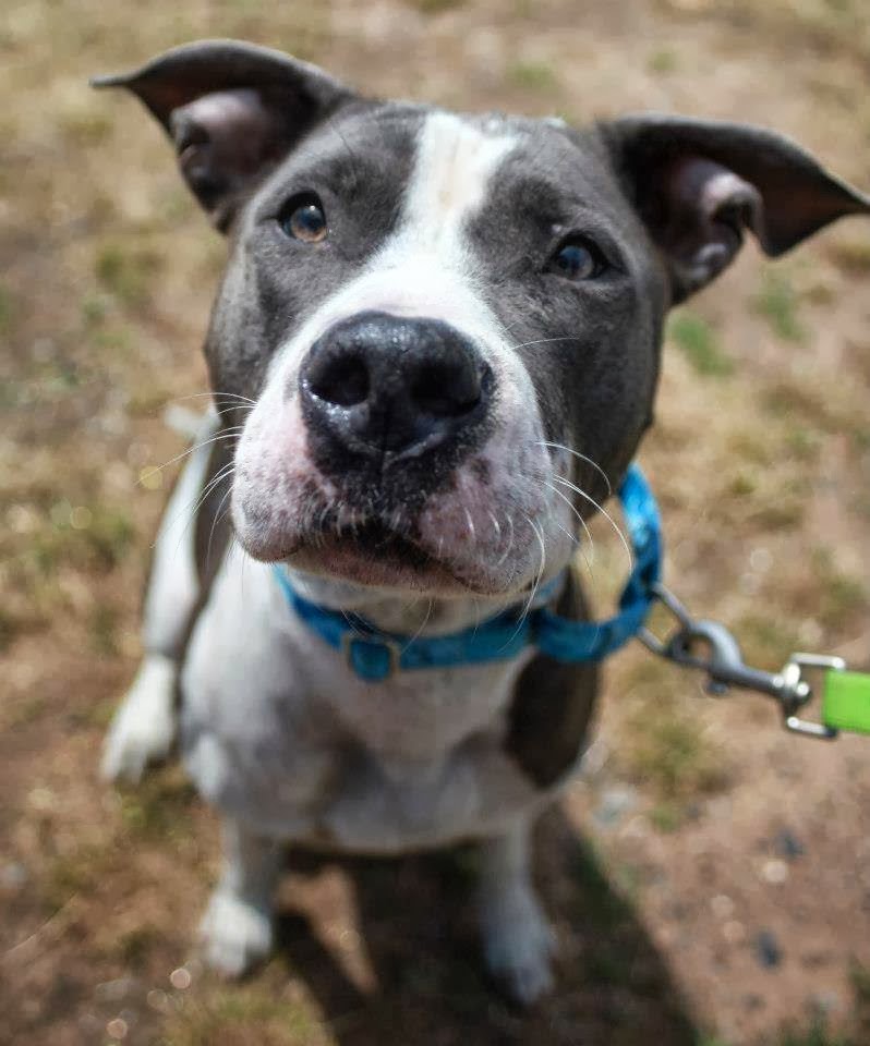 Photo of Liberty Humane Society in Jersey City, New Jersey, United States - 8 Picture of Point of interest, Establishment