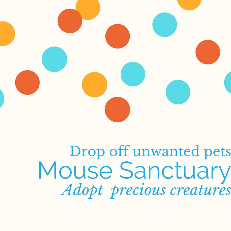 Photo of Mouse Sanctuary in New Hyde Park City, New York, United States - 6 Picture of Point of interest, Establishment