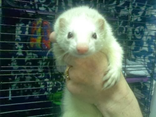 Photo of Hudson Valley Ferret Rescue in North Arlington City, New Jersey, United States - 5 Picture of Point of interest, Establishment, Fire station