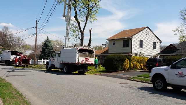 Photo of A and H Tree Service in Bergenfield City, New Jersey, United States - 8 Picture of Point of interest, Establishment