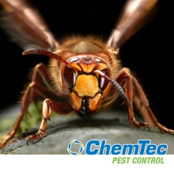 Photo of ChemTec Pest Control in Saddle Brook City, New Jersey, United States - 8 Picture of Point of interest, Establishment, Store, Home goods store