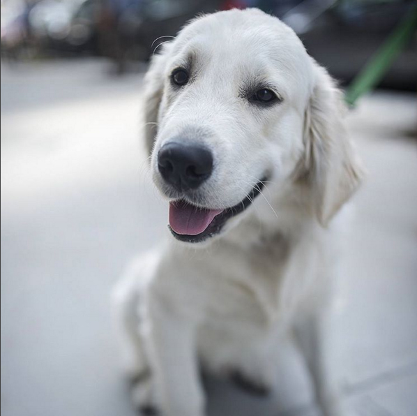 Photo of GIMME PAW Dog Walking Service Manhattan Upper West Side Dog Walker Dog Walking in New York City, New York, United States - 6 Picture of Point of interest, Establishment