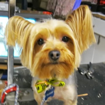 Photo of Christina's Dog Grooming in Staten Island City, New York, United States - 3 Picture of Point of interest, Establishment