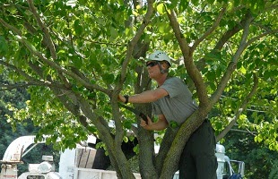 Photo of Steve's Tree Services Inc in Staten Island City, New York, United States - 3 Picture of Point of interest, Establishment