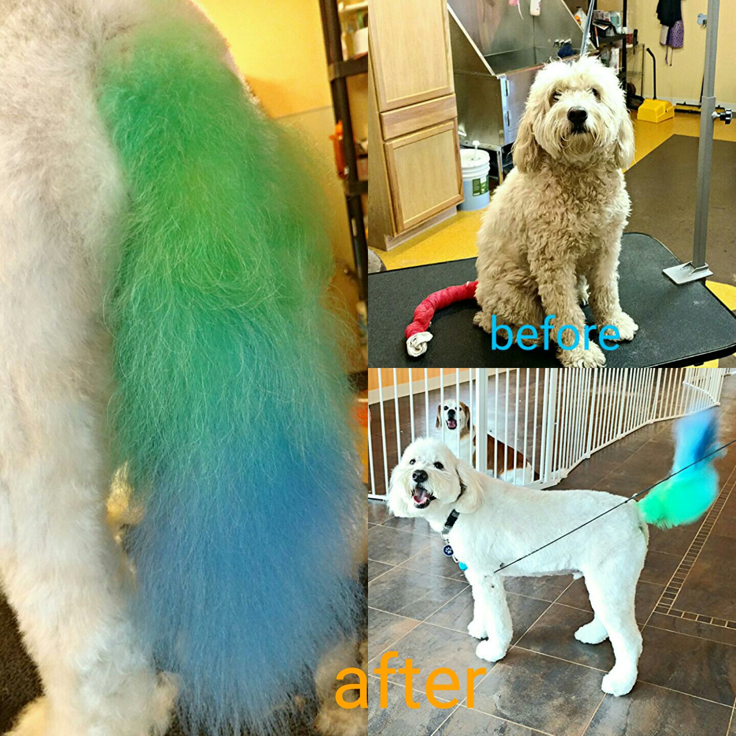 Photo of Precious Paws and Claws Dog Grooming Salon in Lynbrook City, New York, United States - 9 Picture of Point of interest, Establishment
