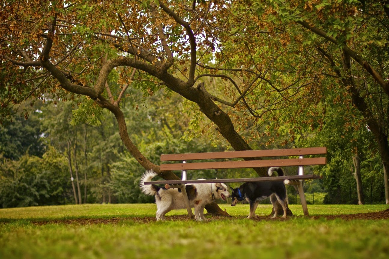 Photo of Paws Place Dog Park in New Rochelle City, New York, United States - 1 Picture of Point of interest, Establishment, Park