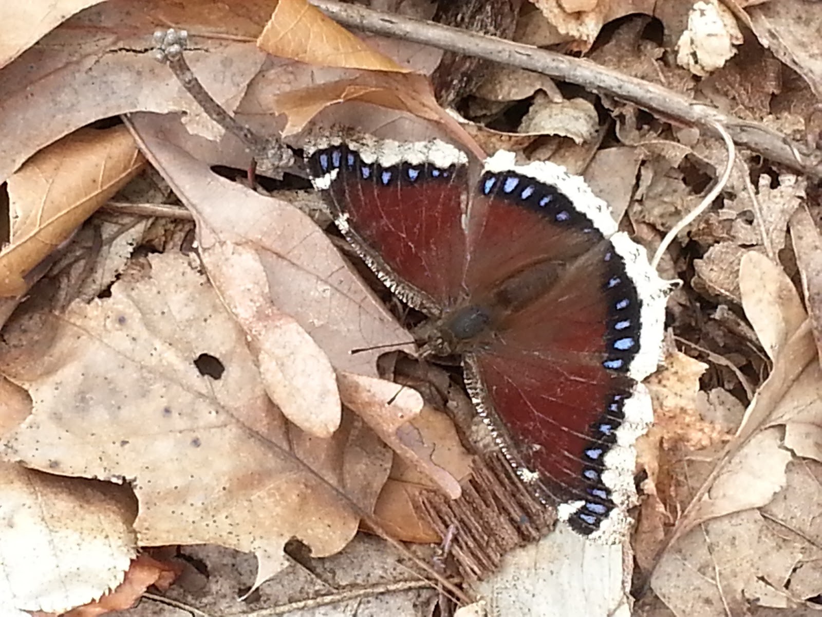 Photo of Tenafly Nature Center in Tenafly City, New Jersey, United States - 7 Picture of Point of interest, Establishment, Park