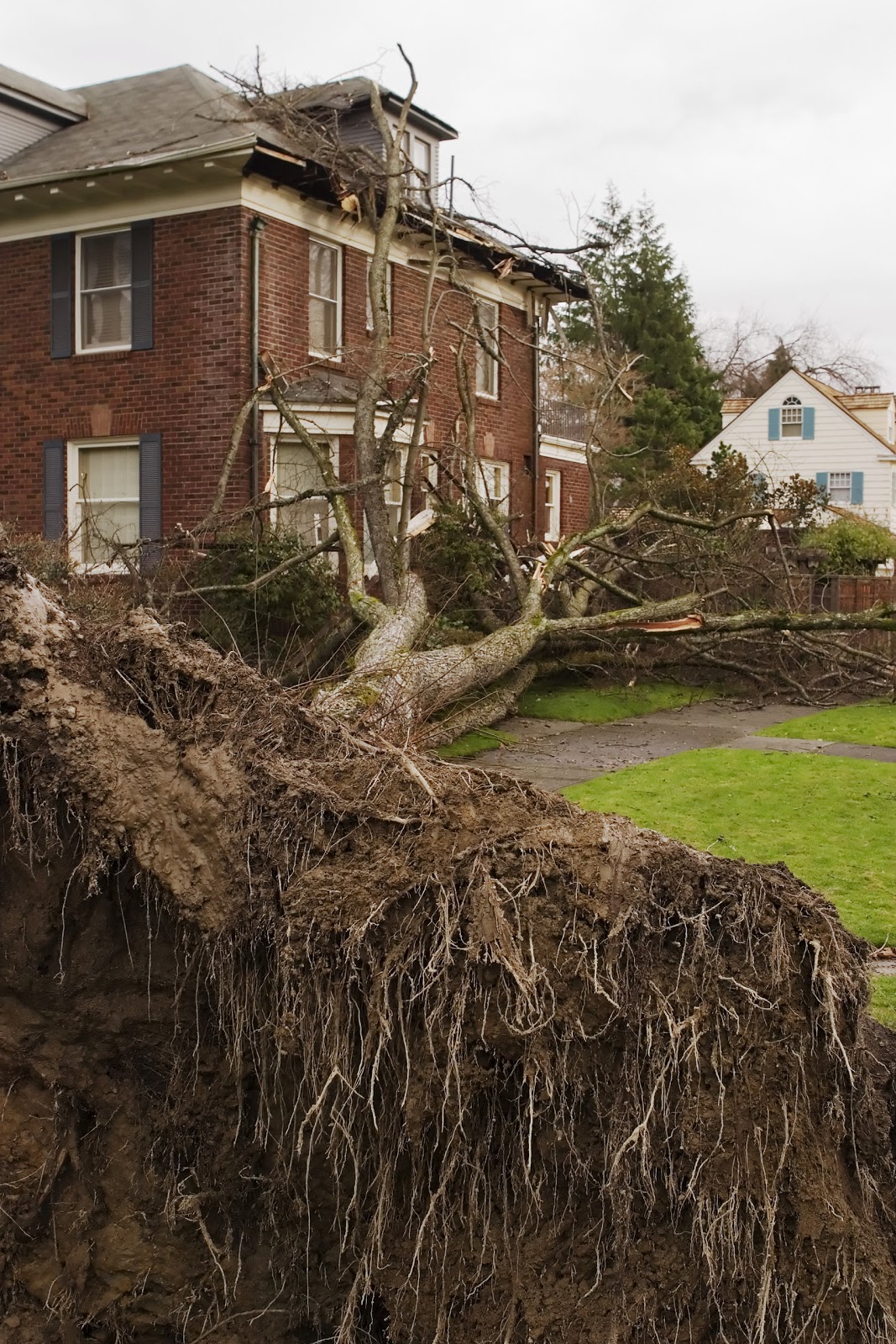 Photo of JRs Tree Services in Queens City, New York, United States - 1 Picture of Point of interest, Establishment