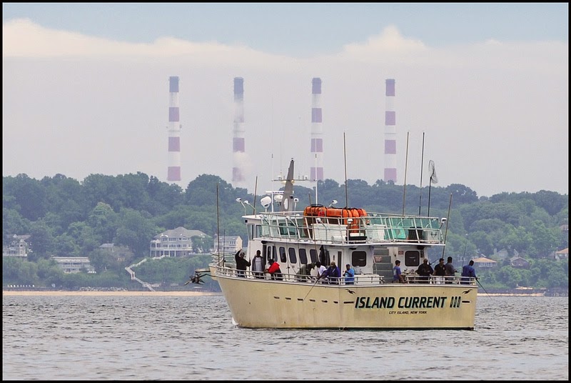 Photo of Island Current Fleet in Bronx City, New York, United States - 1 Picture of Point of interest, Establishment