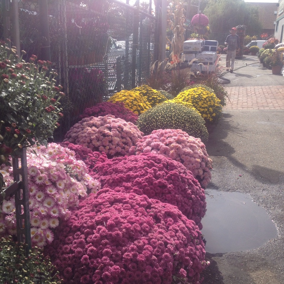 Photo of Westminster Nursery & Florist in West Hempstead City, New York, United States - 10 Picture of Food, Point of interest, Establishment, Store, Florist