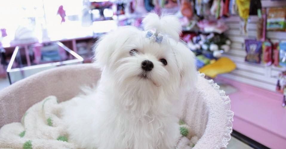 Photo of Lovely Doggy in Little Neck City, New York, United States - 1 Picture of Point of interest, Establishment, Store, Pet store