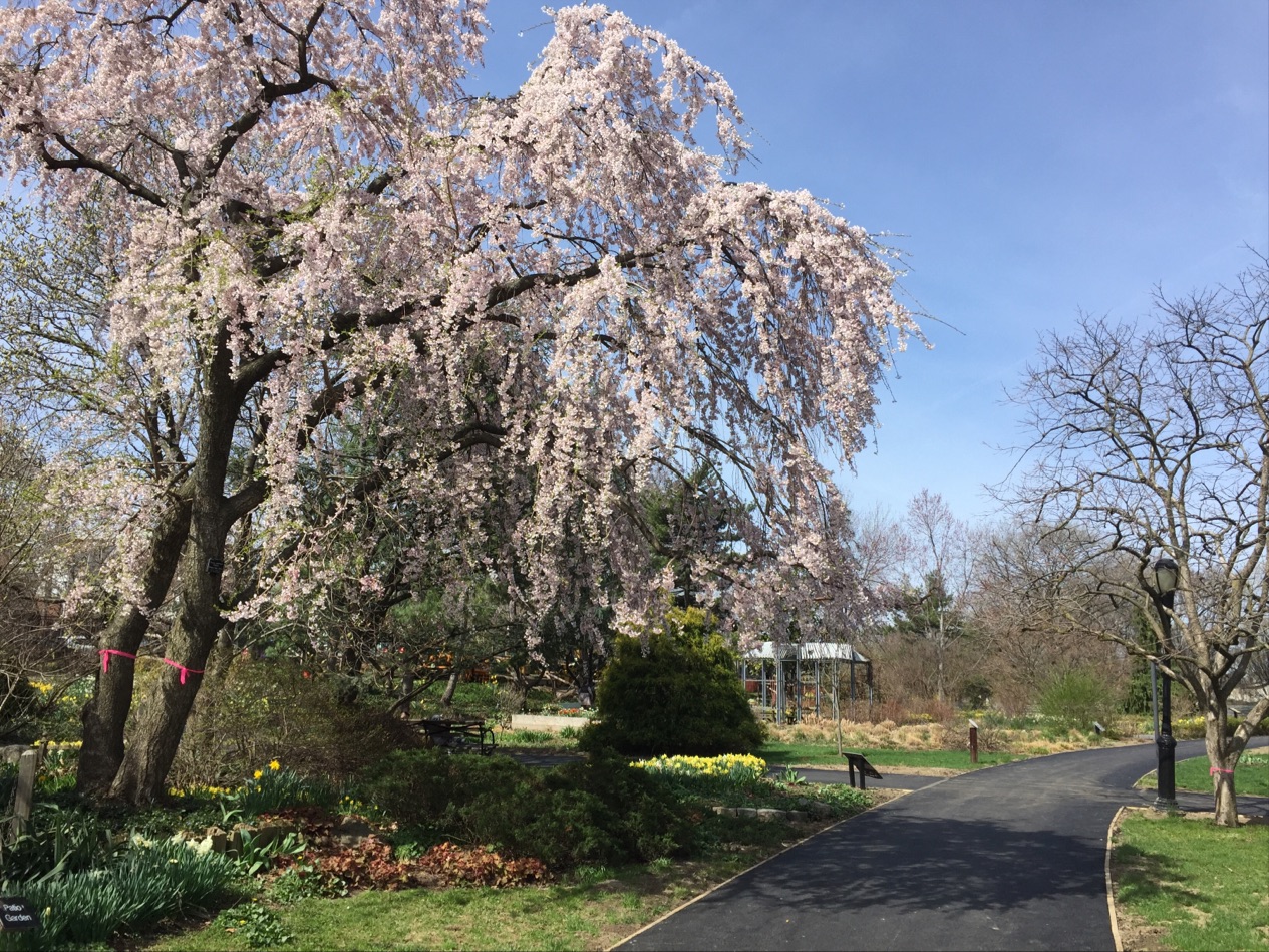 Photo of Queens Botanical Garden in Flushing City, New York, United States - 2 Picture of Point of interest, Establishment, Park