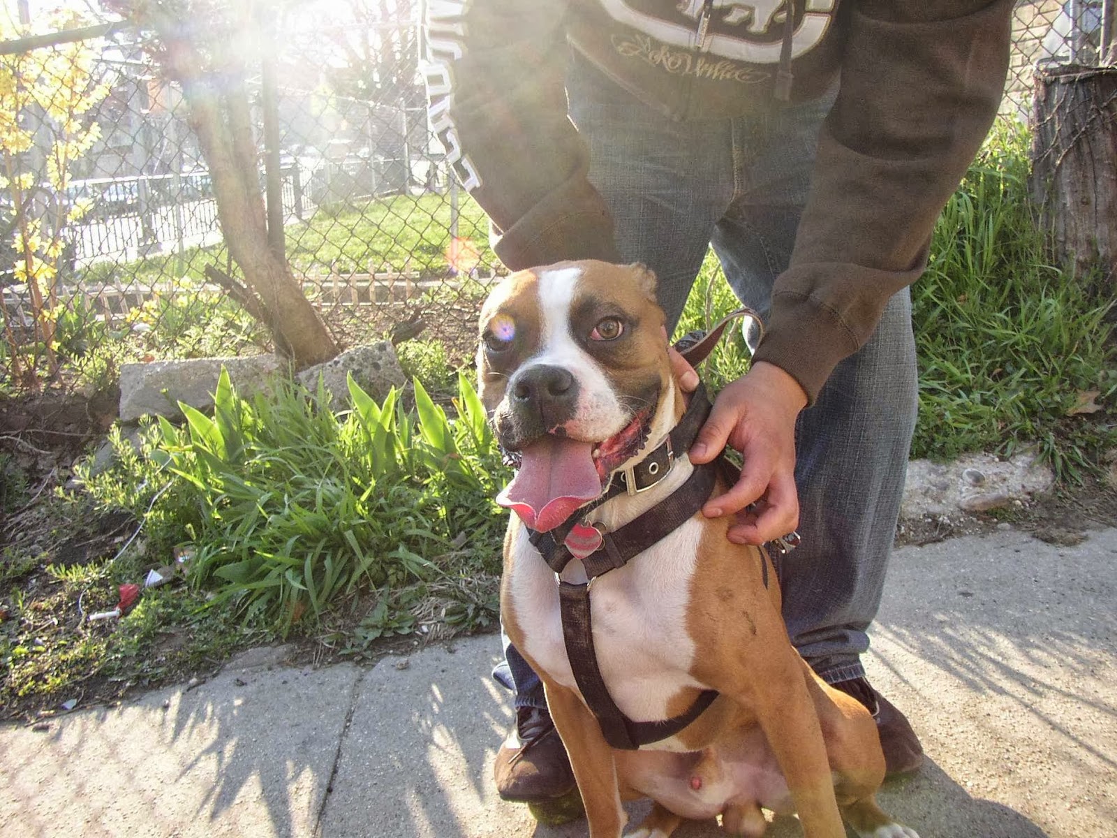 Photo of Dog Walker in Queens City, New York, United States - 1 Picture of Point of interest, Establishment