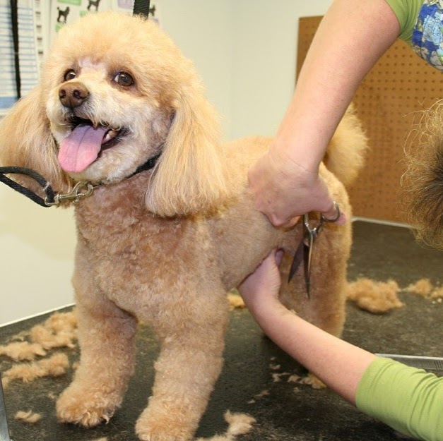 Photo of HAPPY DOGS GROOMING in Elizabeth City, New Jersey, United States - 1 Picture of Point of interest, Establishment