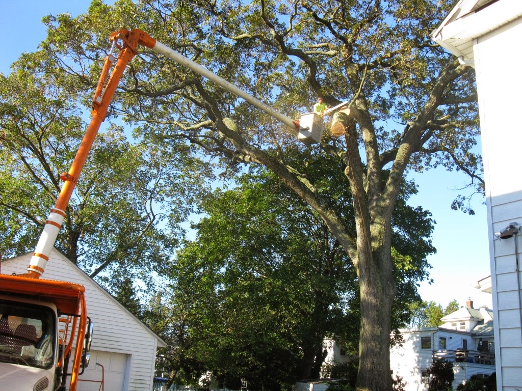 Photo of Clearview Tree and Land in Westbury City, New York, United States - 7 Picture of Point of interest, Establishment