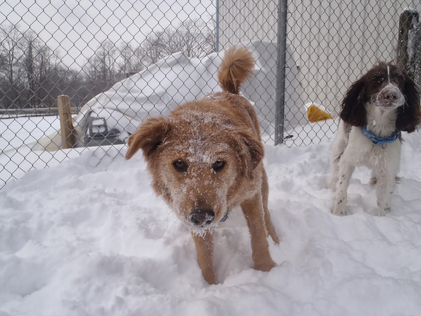 Photo of Dogs on the Farm & Cats Too in Atlantic Highlands City, New Jersey, United States - 4 Picture of Point of interest, Establishment, Park