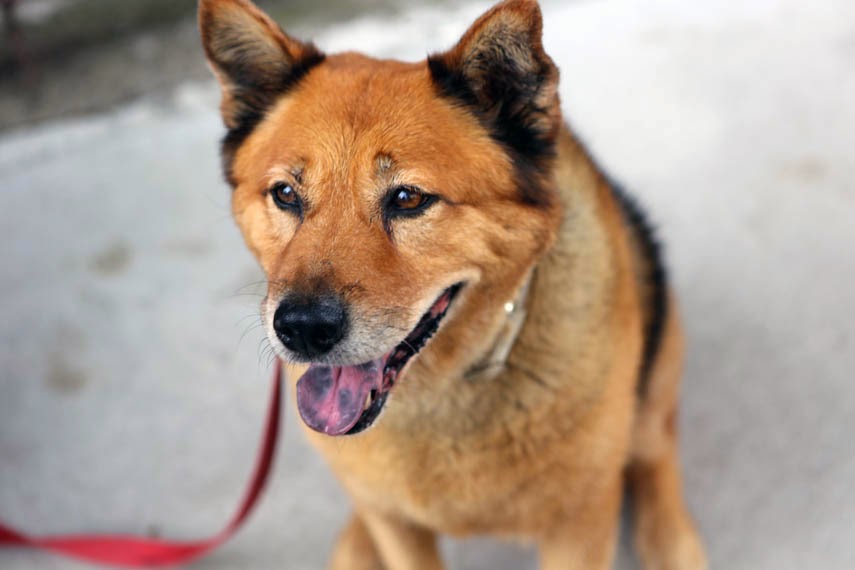 Photo of BarkBud Dog Walkers in New York City, New York, United States - 5 Picture of Point of interest, Establishment