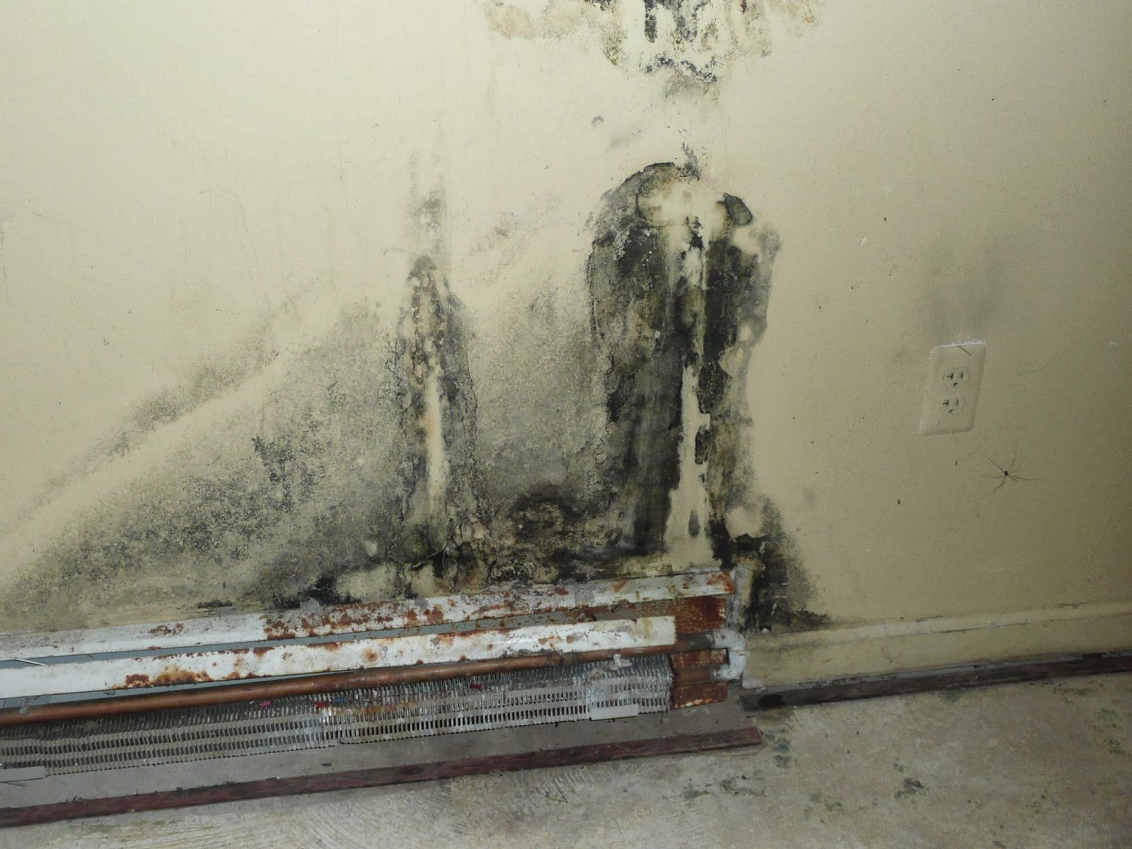 Photo of Mold Inspection & Remediation Experts in Hoboken City, New Jersey, United States - 1 Picture of Point of interest, Establishment