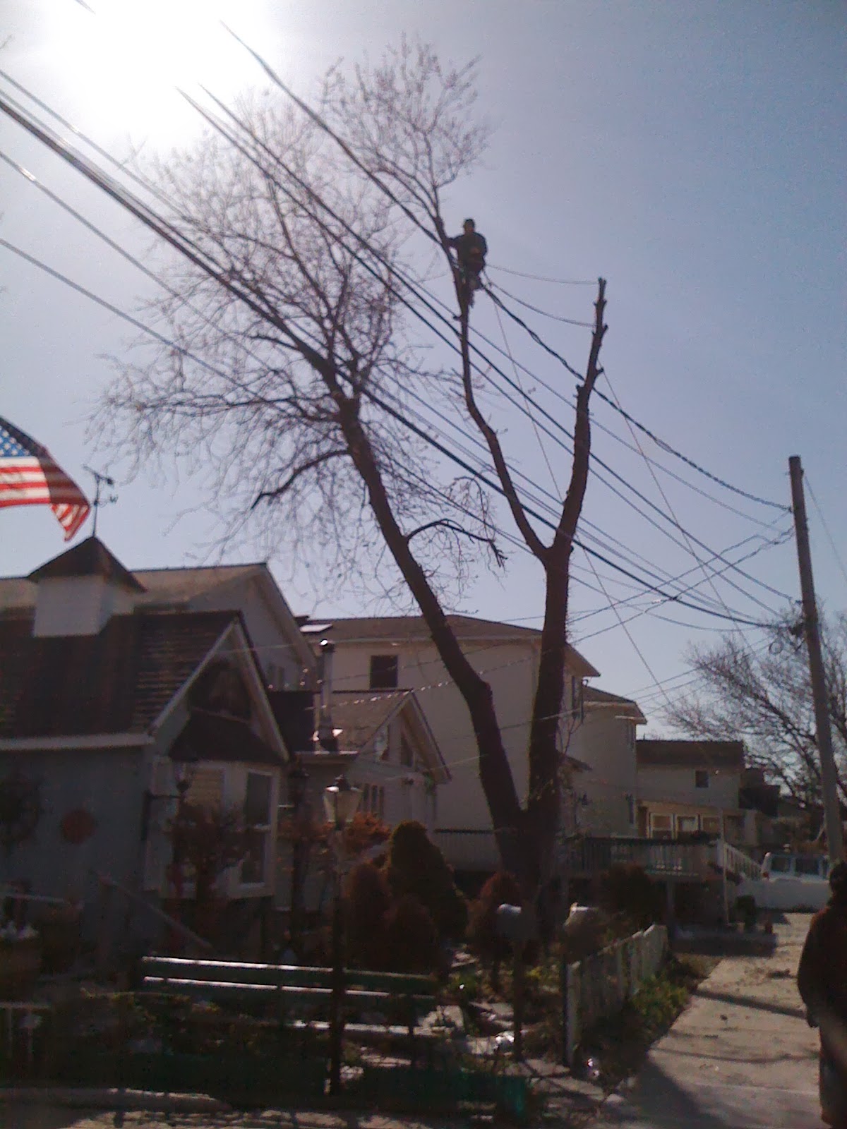 Photo of SeaBreeze Tree Service in Rockaway Park City, New York, United States - 1 Picture of Point of interest, Establishment