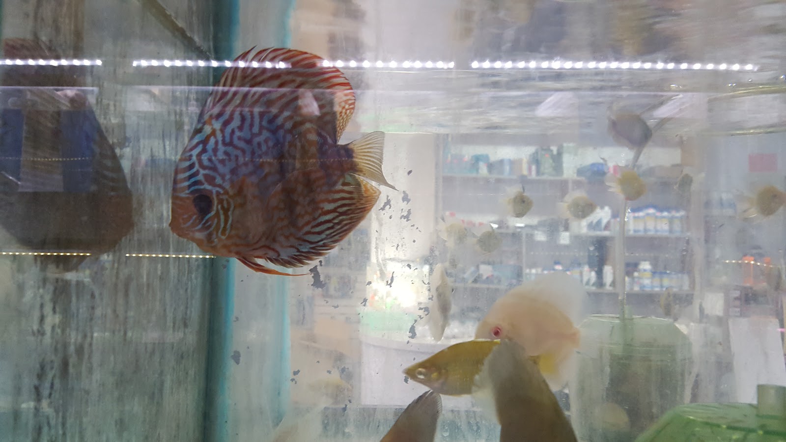 Photo of Rainbow Aquarium in Queens City, New York, United States - 6 Picture of Point of interest, Establishment, Store, Pet store