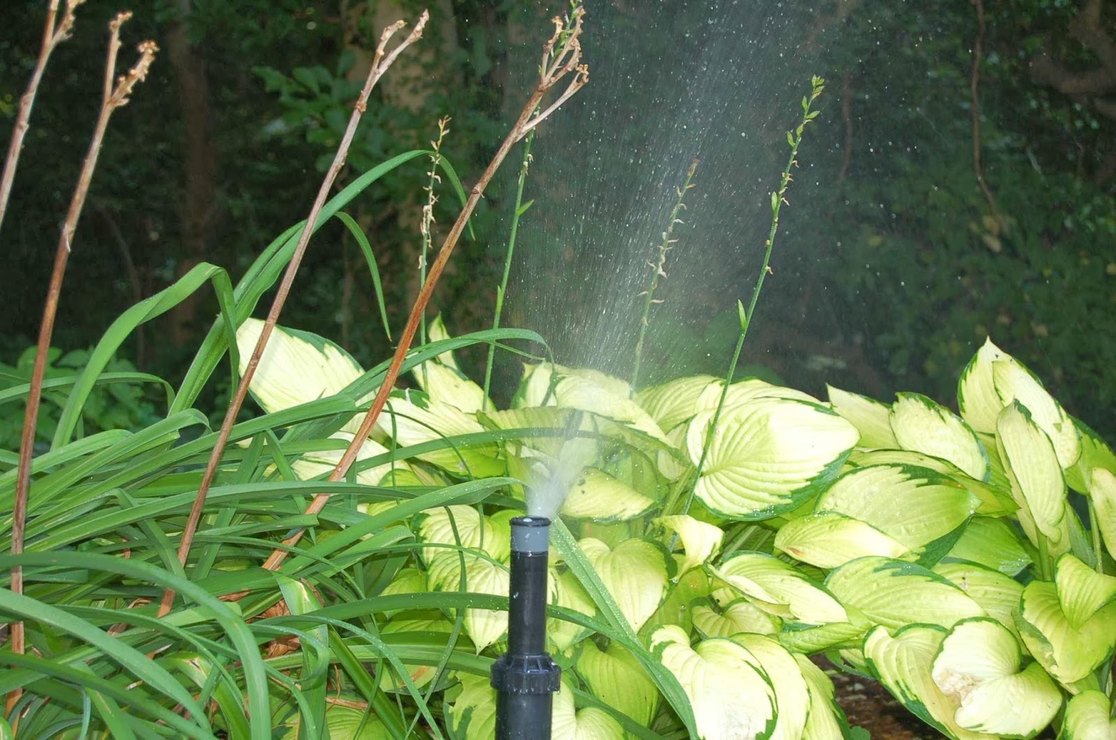 Photo of Automatic Irrigation Design in Hempstead City, New York, United States - 3 Picture of Point of interest, Establishment, General contractor