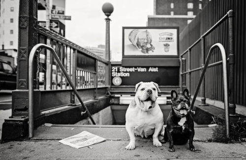 Photo of Tribeca Dog Walking in New York City, New York, United States - 5 Picture of Point of interest, Establishment