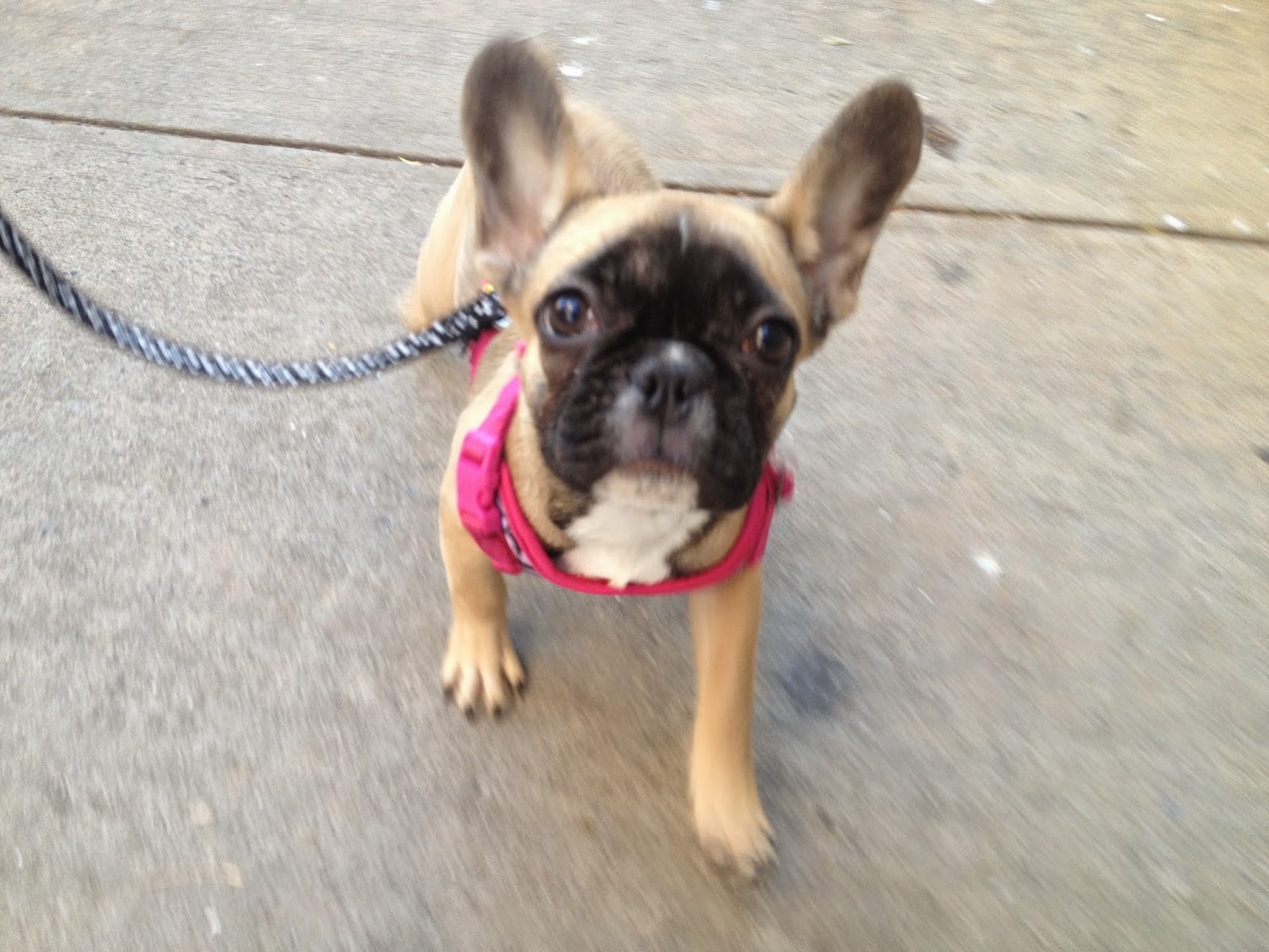 Photo of Luke Dogwalker - May the PAWS be with you! in New York City, New York, United States - 3 Picture of Point of interest, Establishment