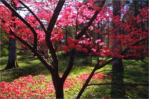 Photo of Moosewood Tree Service in Union City, New Jersey, United States - 1 Picture of Point of interest, Establishment