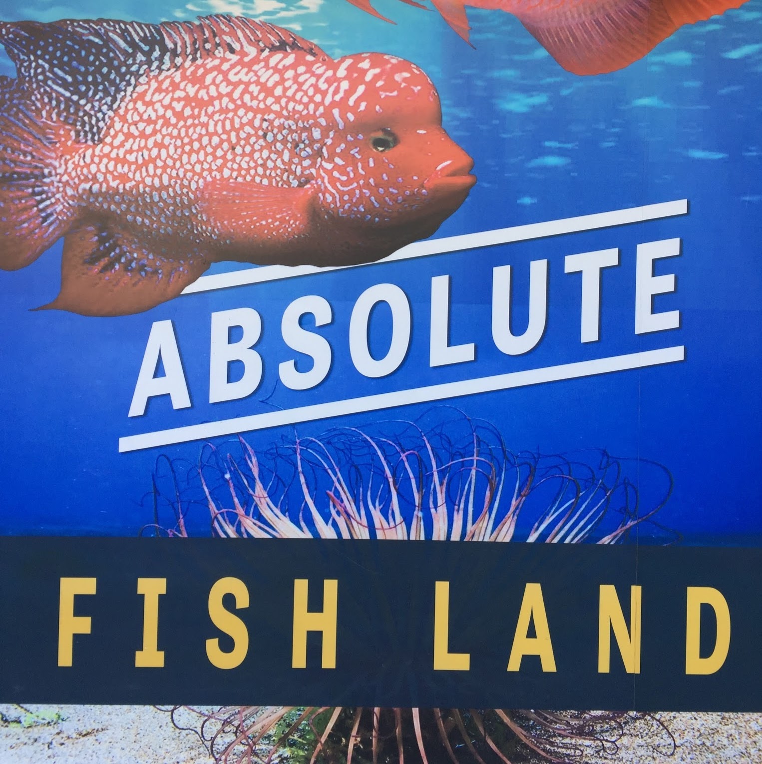 Photo of Absolute Fishland in Newark City, New Jersey, United States - 1 Picture of Point of interest, Establishment, Store, Pet store