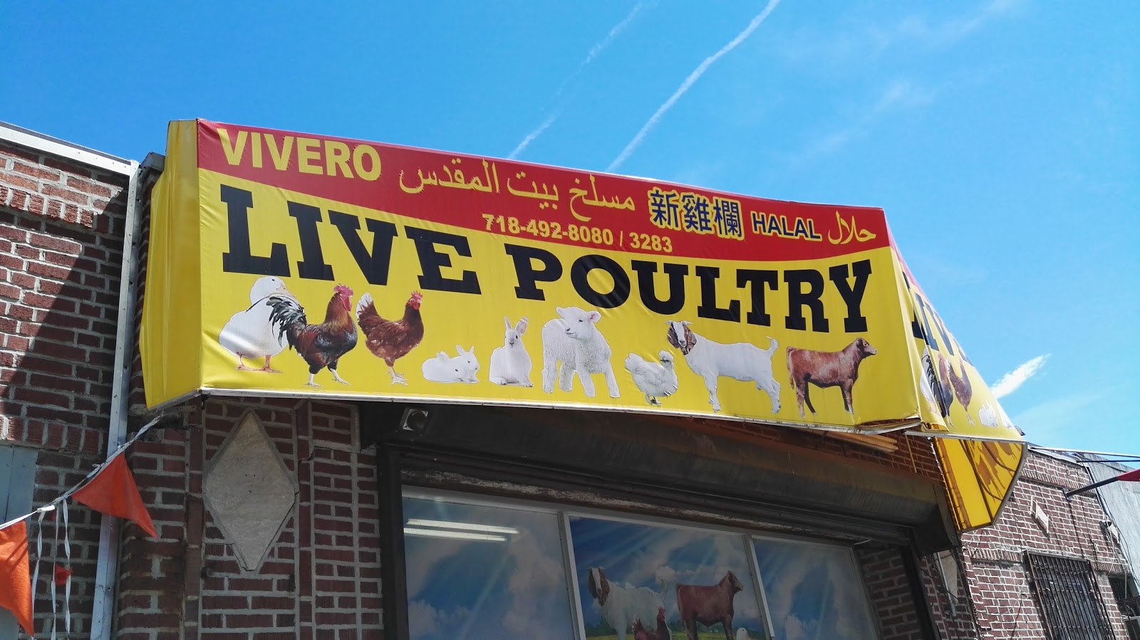 Photo of Beit Almaqdis Live Poultry Inc in Kings County City, New York, United States - 1 Picture of Food, Point of interest, Establishment