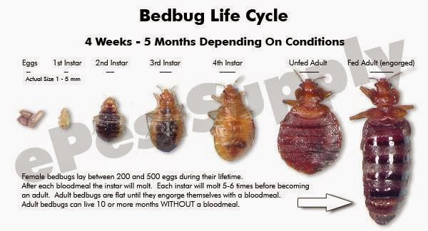 Photo of Bed Bug in New York City in New York City, New York, United States - 3 Picture of Point of interest, Establishment, Store, Home goods store