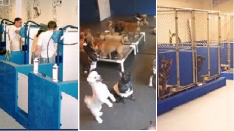 Photo of Dog Wash Doggie Daycare & Boarding NYC in New York City, New York, United States - 7 Picture of Point of interest, Establishment