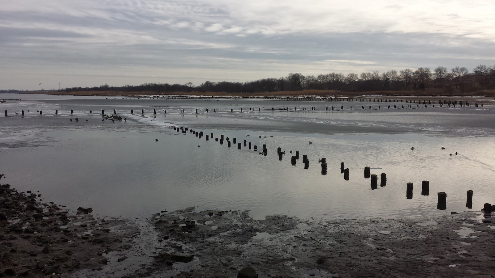 Photo of Salt Marsh Nature Center in Brooklyn City, New York, United States - 4 Picture of Point of interest, Establishment, Park