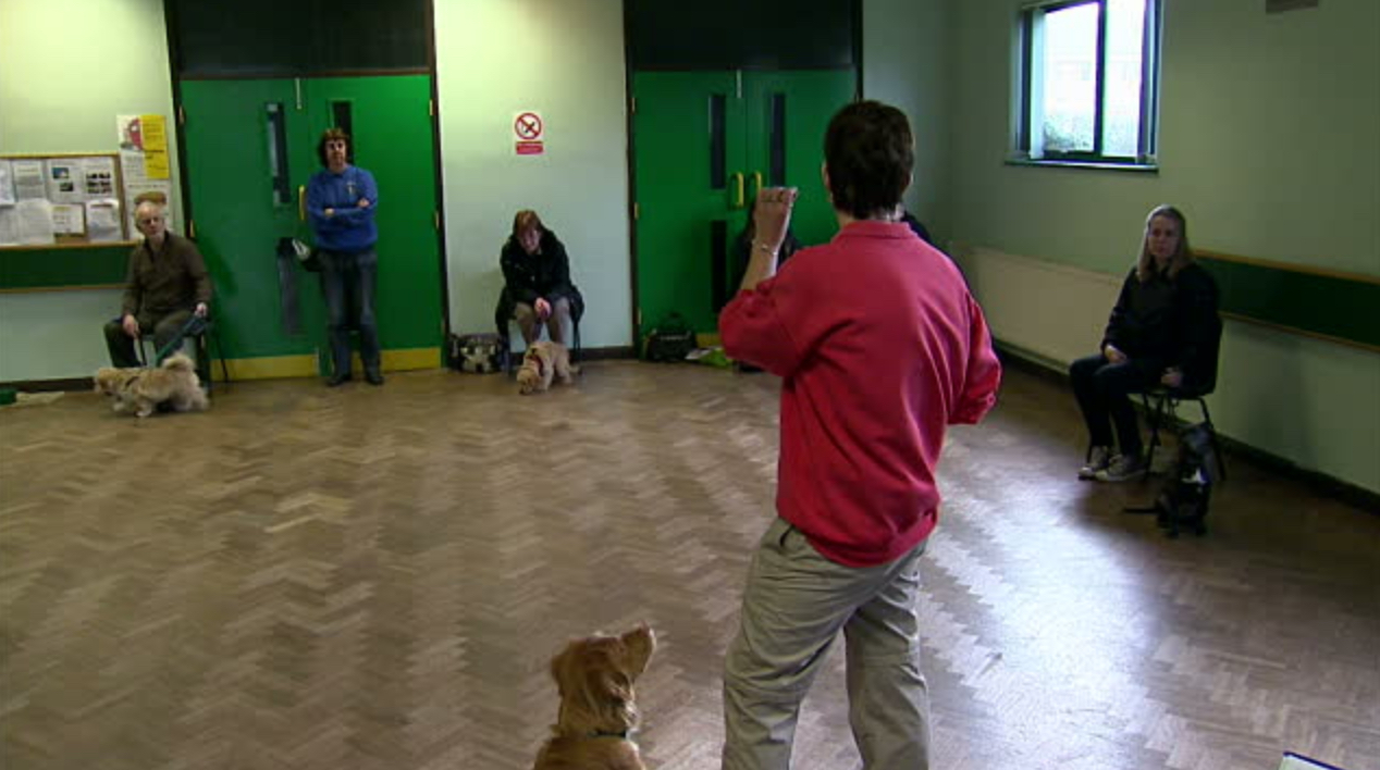 Photo of Training Dogs 101 in Maspeth City, New York, United States - 7 Picture of Point of interest, Establishment