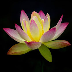 Photo of Lotus Sky in Montclair City, New Jersey, United States - 1 Picture of Point of interest, Establishment, Health, Spa